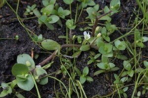 Bacopa rotundifolia (Michx ) Wettst (disk waterhyssop)