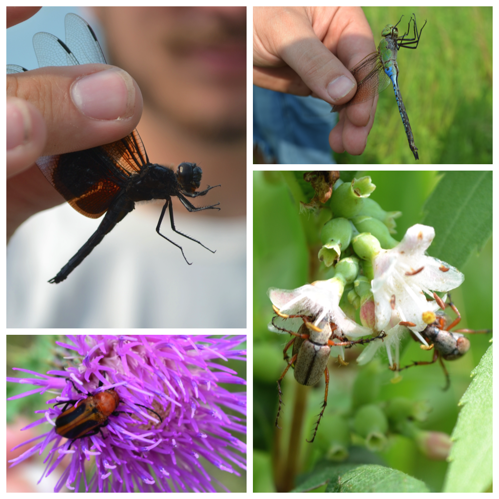 Insect Collage_BioBlitz 2015
