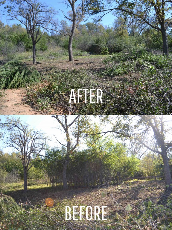Before & After_Buckthorn Removal at Lac qui Parle