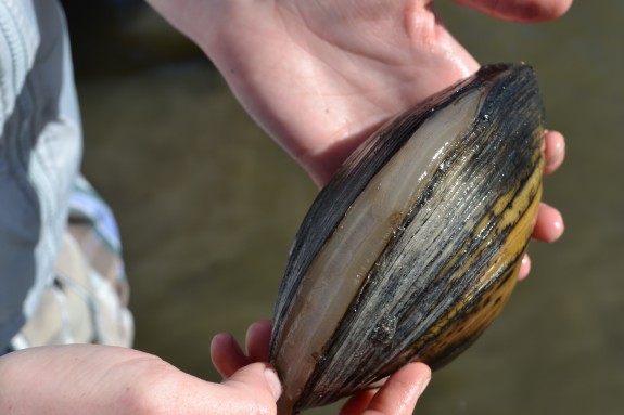 A rare opportunity to see the mantel of the live mussel still visible before the mussel closes its shell for protection.