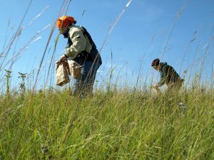 Minnesota Master Naturalists gathering prairie seeds
