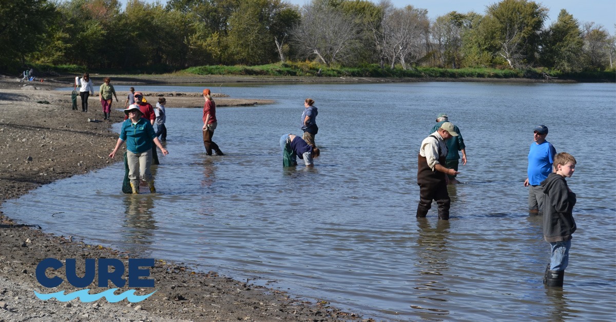 People standing in the Minnesota River looking for mussels.