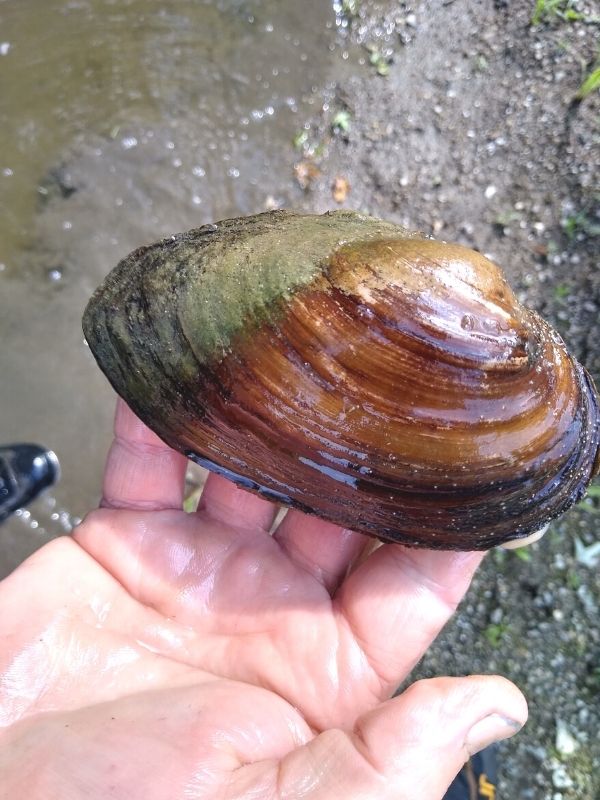 A close-up of a freshwater mussel