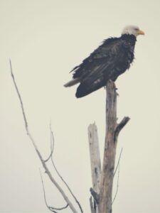 an eagle perched on a dead tree